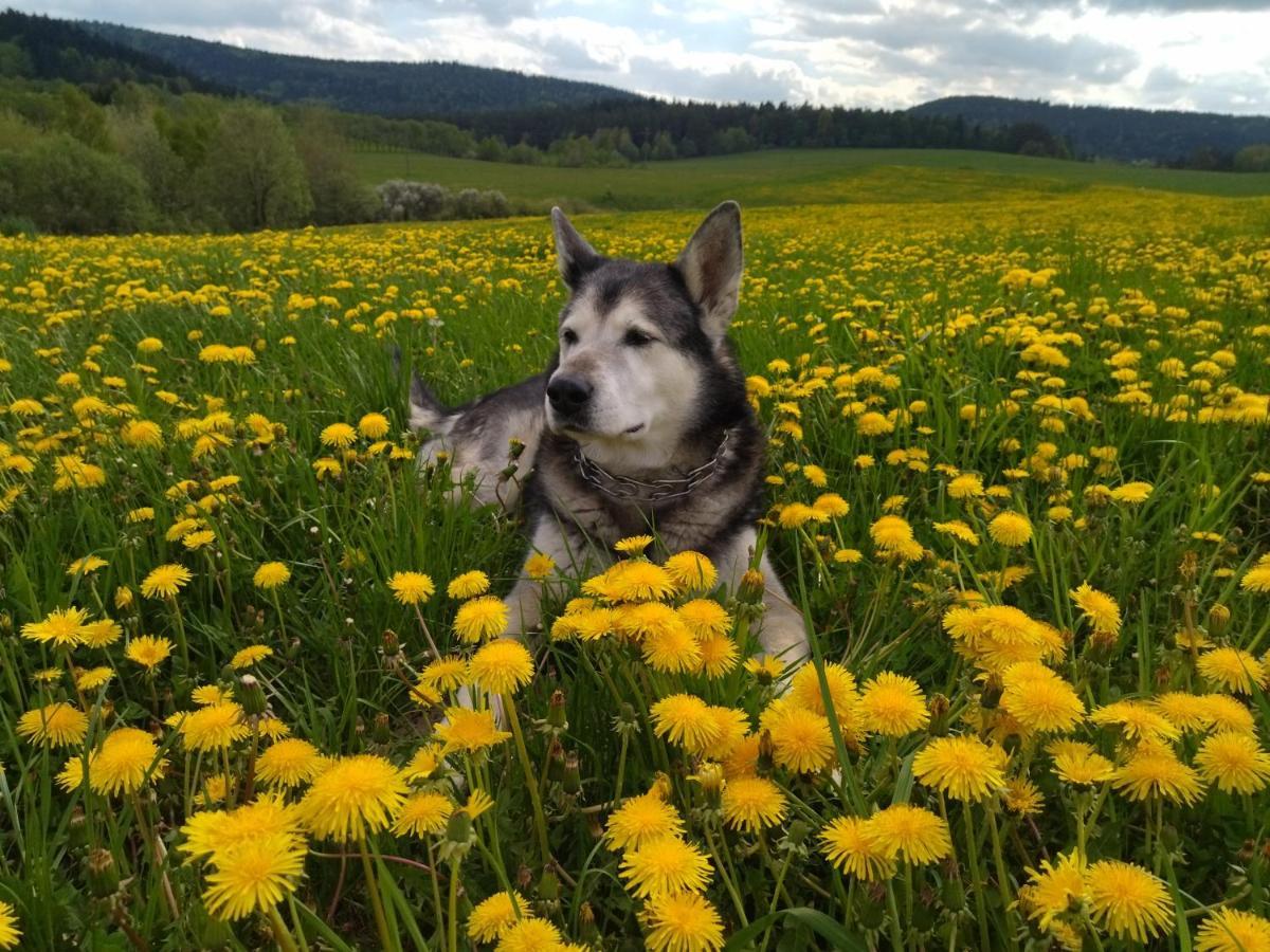 Pastelova Krova - Domki W Bieszczadach Ustrzyki Dolne Buitenkant foto