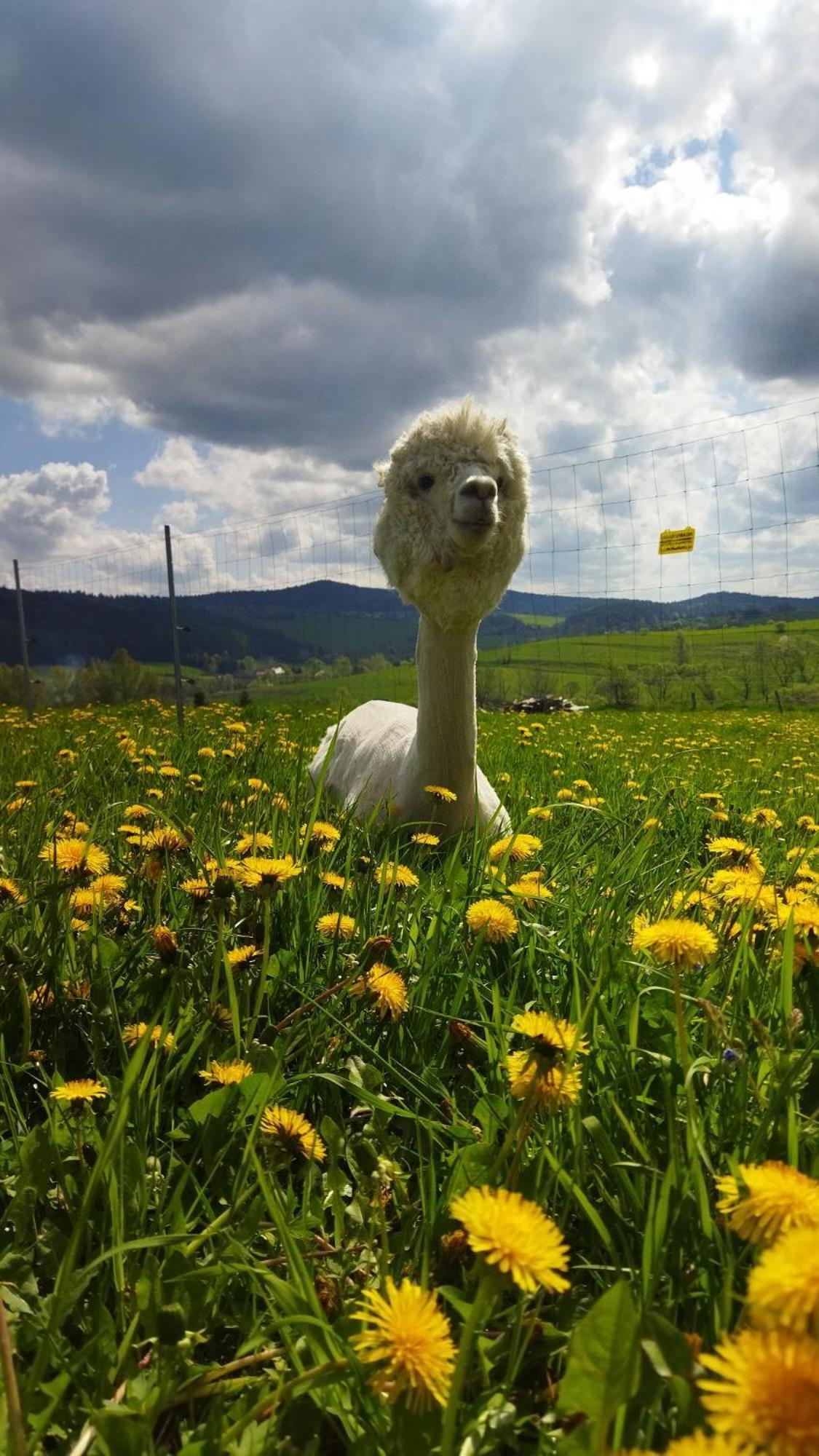 Pastelova Krova - Domki W Bieszczadach Ustrzyki Dolne Buitenkant foto