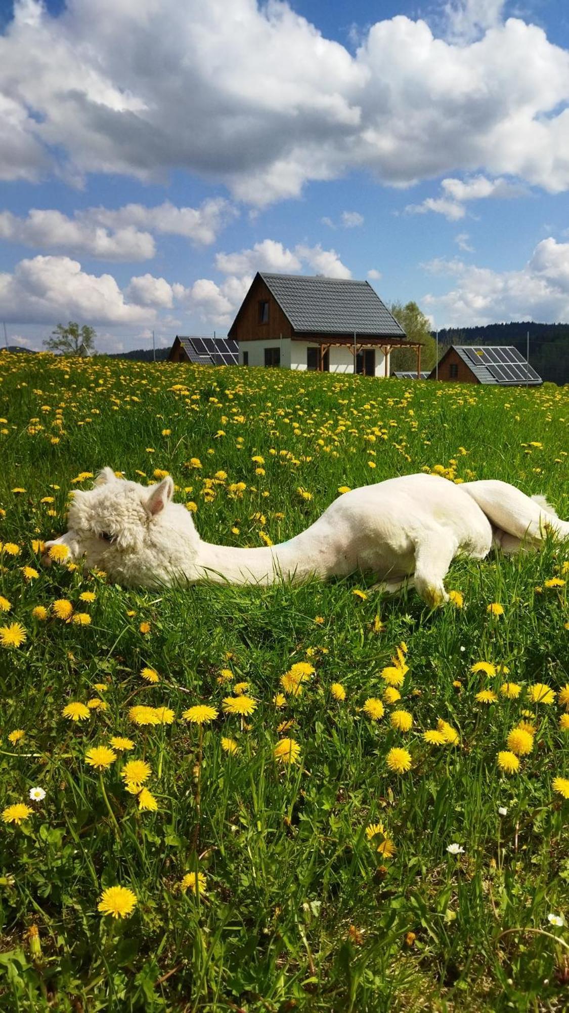 Pastelova Krova - Domki W Bieszczadach Ustrzyki Dolne Buitenkant foto