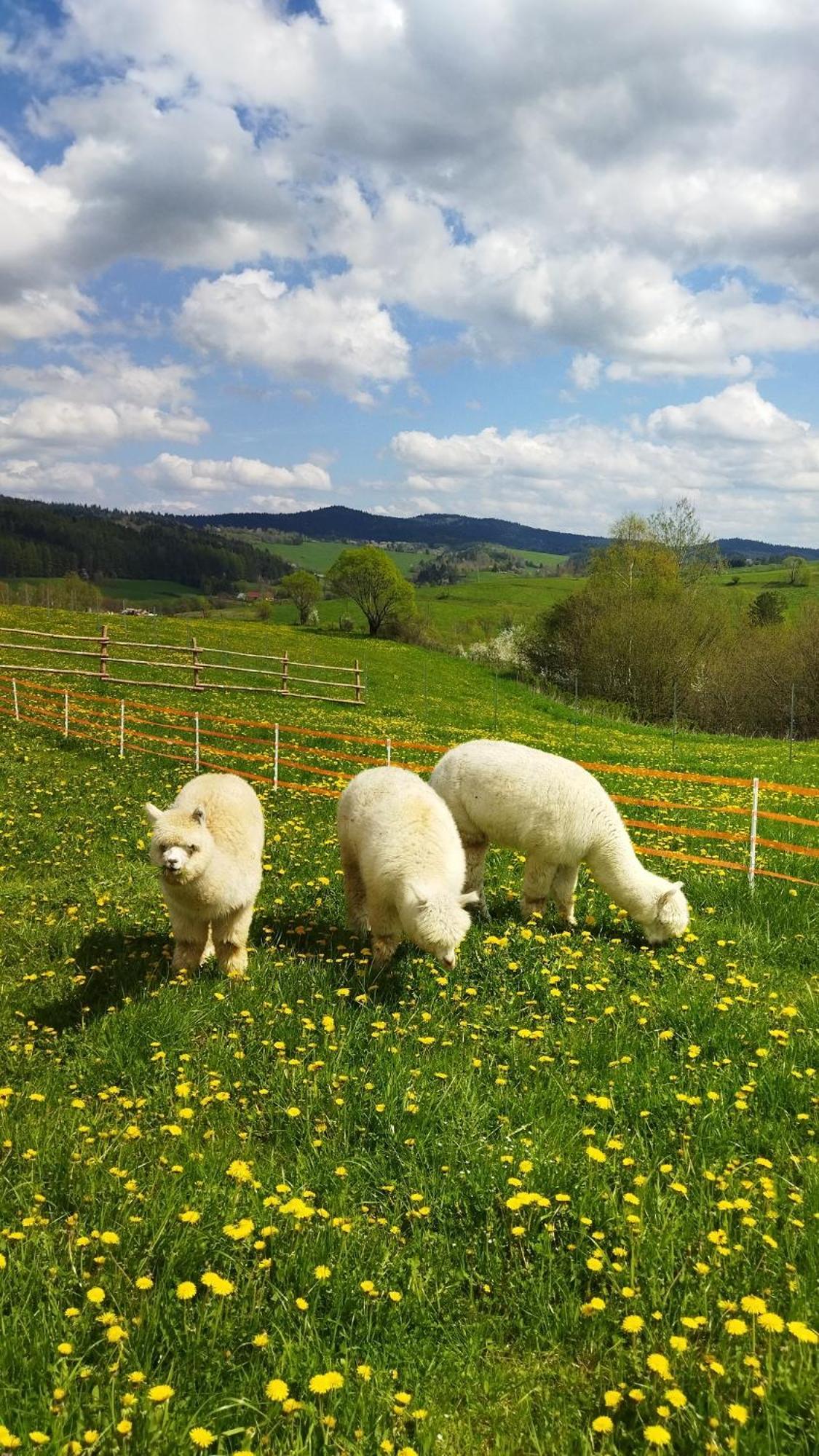 Pastelova Krova - Domki W Bieszczadach Ustrzyki Dolne Buitenkant foto