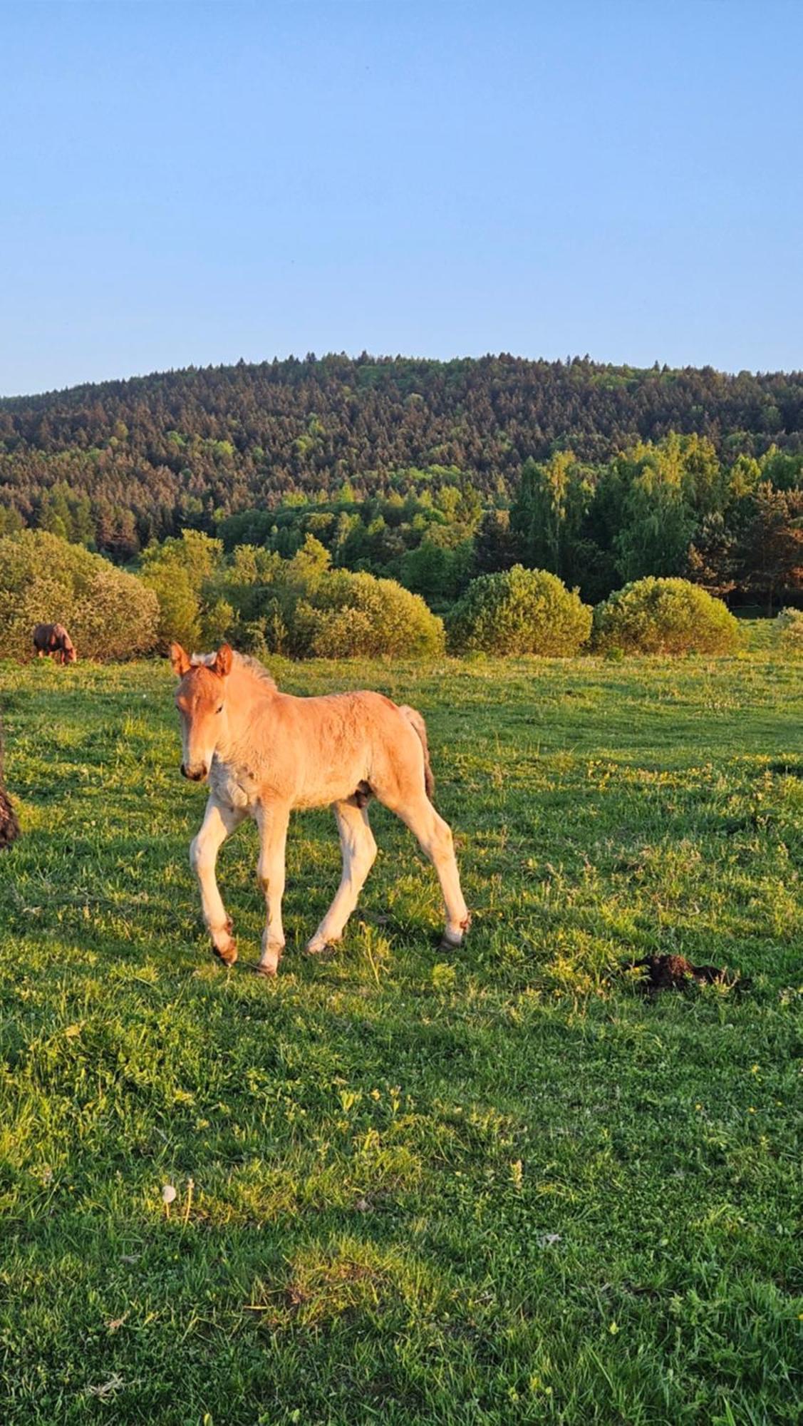 Pastelova Krova - Domki W Bieszczadach Ustrzyki Dolne Buitenkant foto